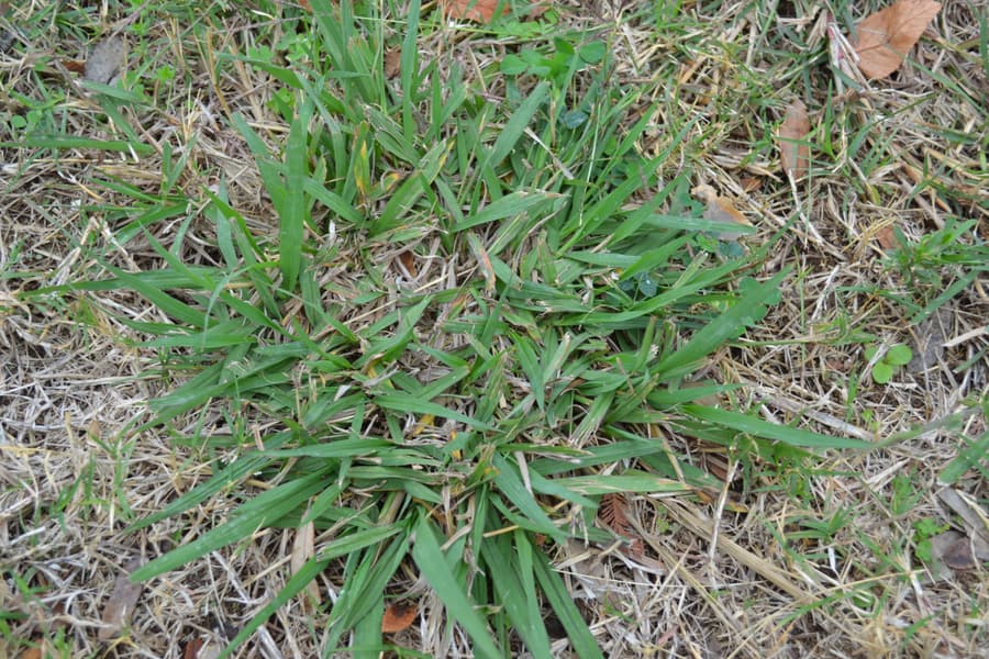NUTSEDGE