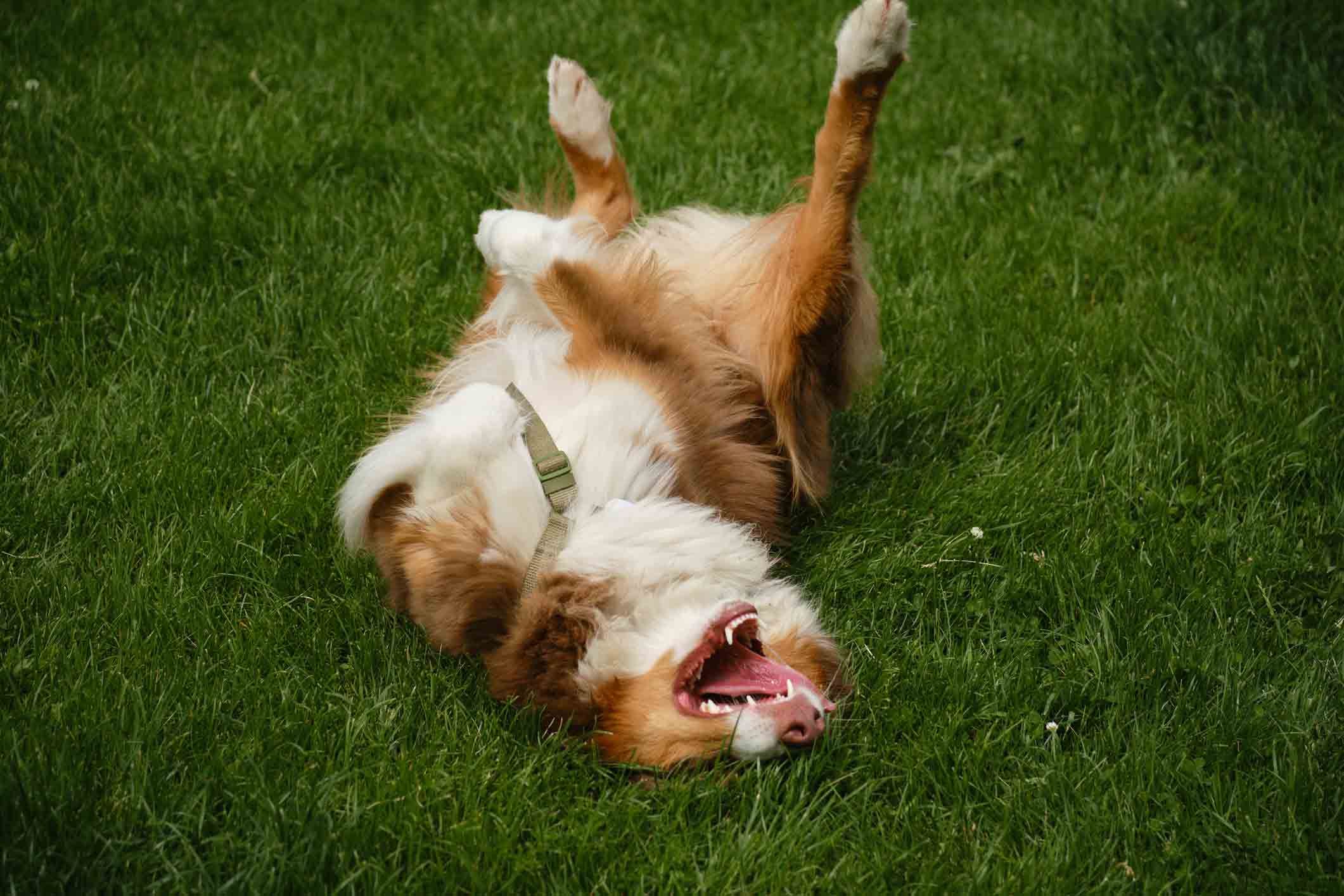An Enriching Place to Play: Why Lawns & Pets go Hand-in-Paw