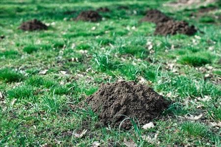 MOLES - Resource Image