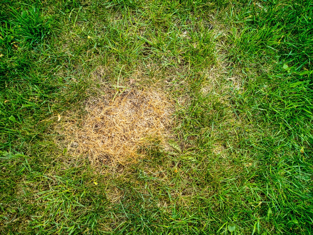 Diagnosing Heat and Drought Stress on Your Lawn