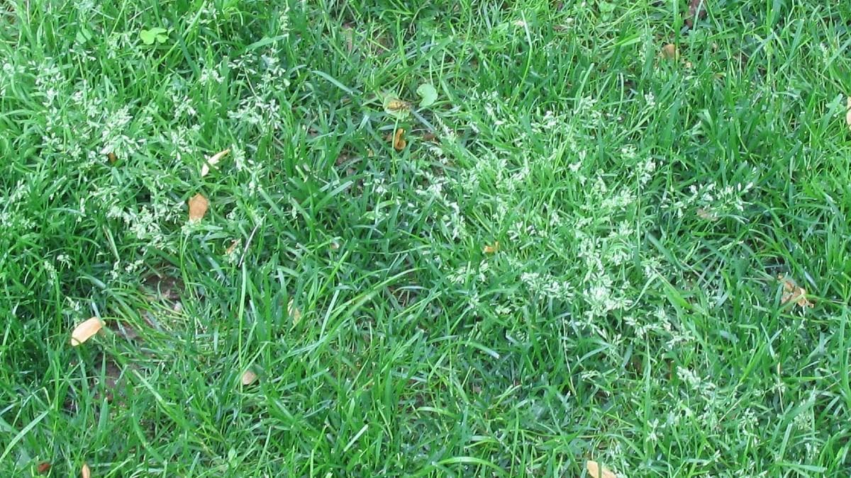 ANNUAL BLUEGRASS - Resource Image