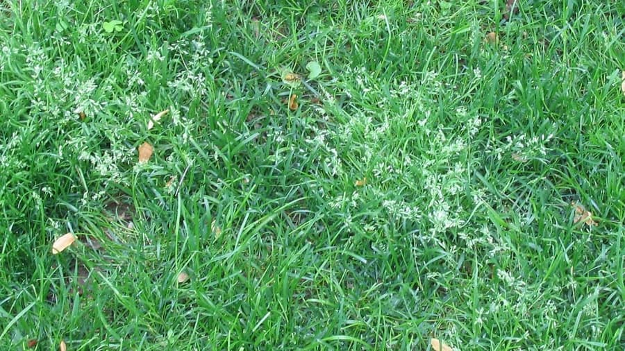 ANNUAL BLUEGRASS