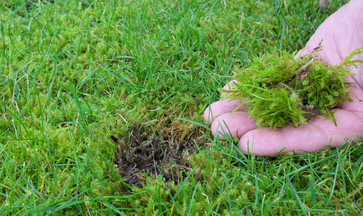 MOSS - Resource Image